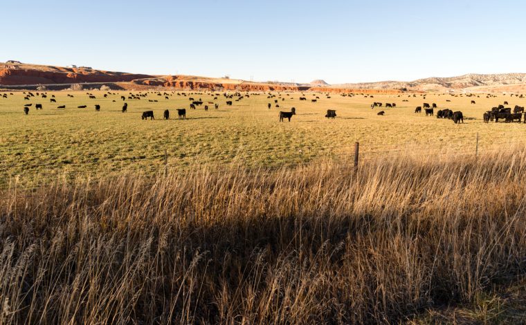 It's a perfect grazing spot for these black angus cattle